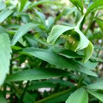 Helleborus dumetorum Blomst