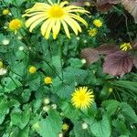 Doronicum austriacum Flor