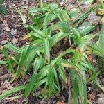 Crinum moorei Blad