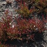 Salicornia procumbens Характер