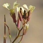 Brassica tournefortii Lorea
