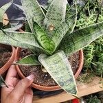 Sansevieria hyacinthoides Leaf