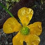 Ranunculus auricomus Flower