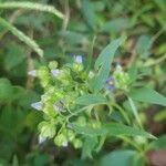 Exacum oldenlandioides Leaf