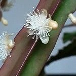 Rhipsalis elliptica Blomst