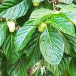 Morinda citrifolia Ліст