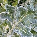 Solanum marginatum Leaf