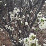 Prunus spinosa Flors