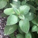 Scutellaria ovata Leaf