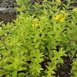 Lysimachia punctata 整株植物