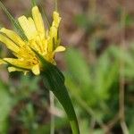 Tragopogon orientalis Flower