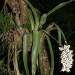 Aechmea angustifolia Іншае