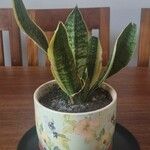 Sansevieria trifasciata Folha