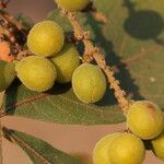 Allophylus africanus Frucht
