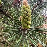 Pinus sylvestris Frucht