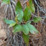 Gelsemium sempervirens Folha