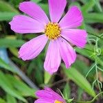 Cosmos bipinnatusFlower