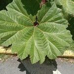 Gunnera insignis Leaf