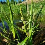 Sparganium emersum Libunga
