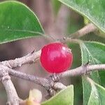 Lonicera maackii Fruit