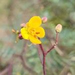 Senna occidentalis Flower