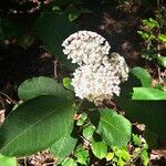 Asclepias variegata Flower