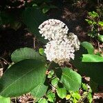 Asclepias variegata Цвят