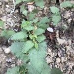 Campanula tracheliumLeaf