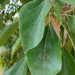 Oreopanax nymphaeifolius Hoja