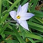 Ipheion uniflorum Flor