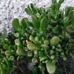 Crassula ovataHoja