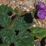 Phacelia calthifolia Habitatea