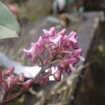 Polystachya concreta Floro
