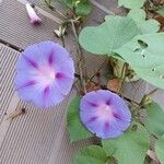 Ipomoea purpurea Květ