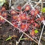 Drosera intermedia Buveinė