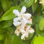 Trachelospermum jasminoidesBlüte