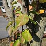 Pyrus calleryana Leaf