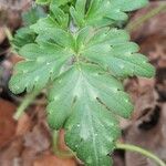 Phacelia bipinnatifida Folha