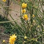 Kerria japonica Blüte