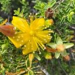 Hypericum balearicum Blüte