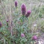 Trifolium purpureum Květ