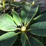 Rhododendron irroratum Blad