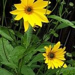 Helianthus × laetiflorus Blüte