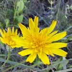 Leontodon tuberosus Flower