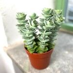 Crassula perforata Fulla