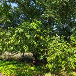 Juglans mandshurica Feuille