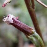 Adromischus trigynus Blüte