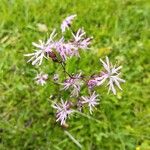 Silene flos-cuculi Blüte