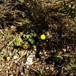 Potentilla canadensis Habit