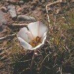 Calochortus bruneaunis Fiore